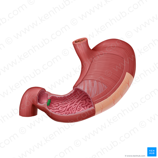 Pyloric orifice (#21594)