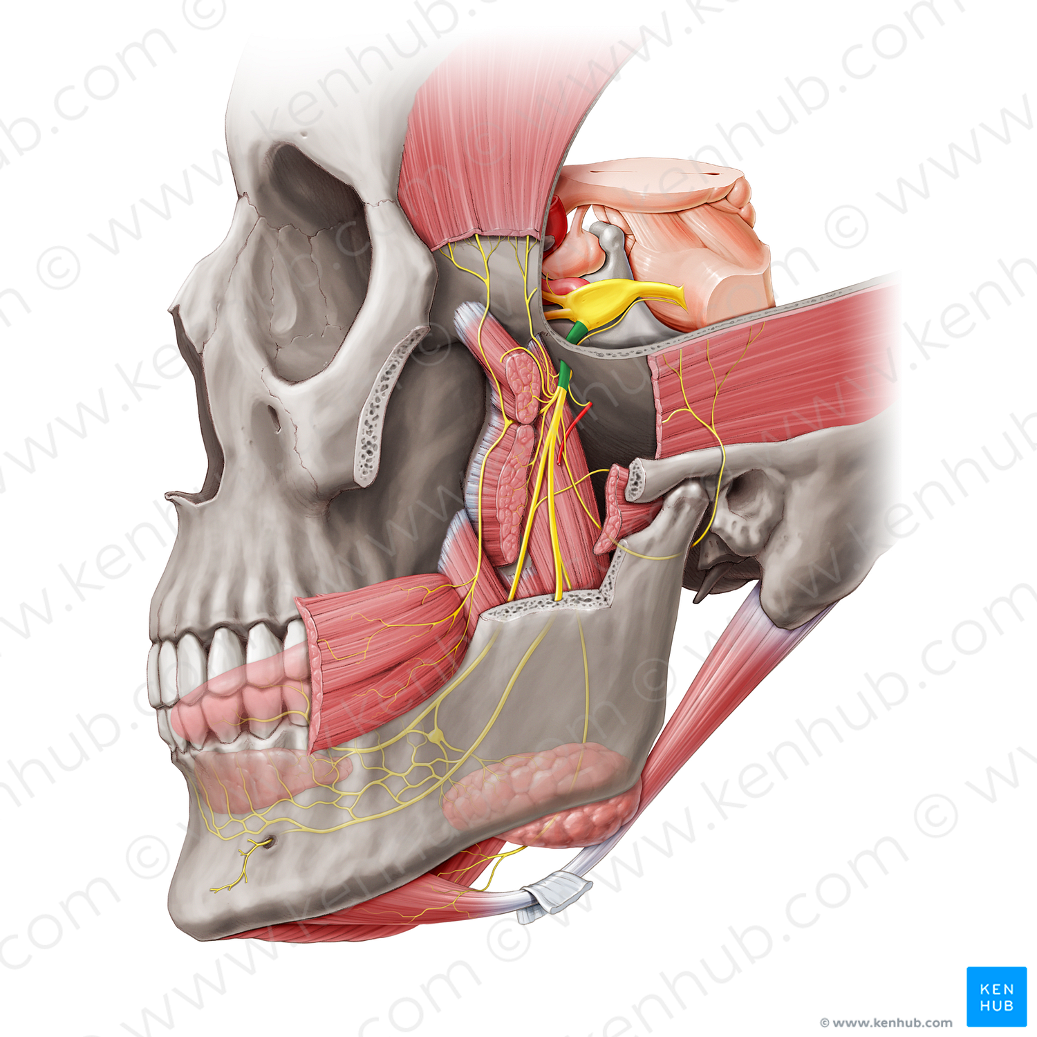 Mandibular nerve (#6542)