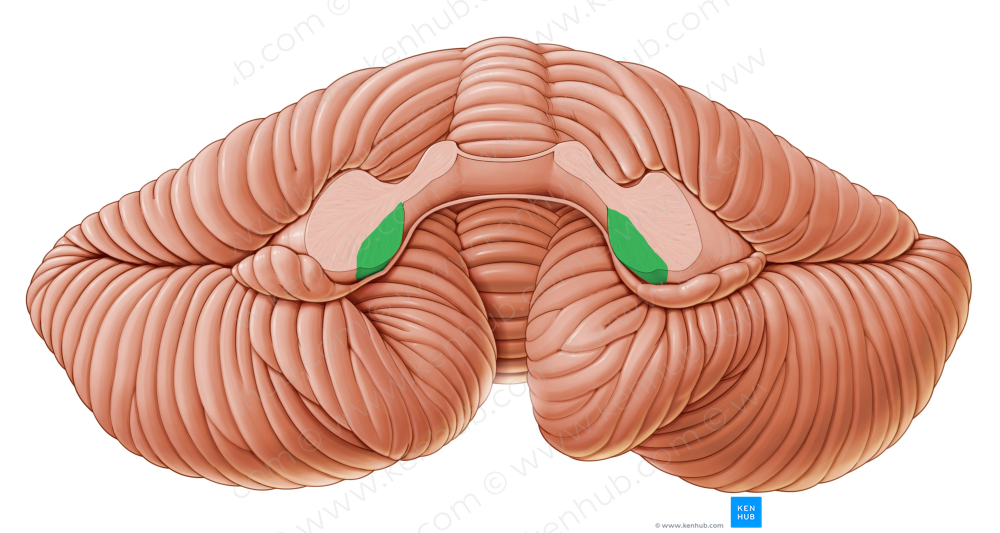 Inferior cerebellar peduncle (#7827)