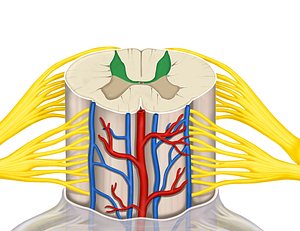 Posterior horn of spinal cord (#2868)