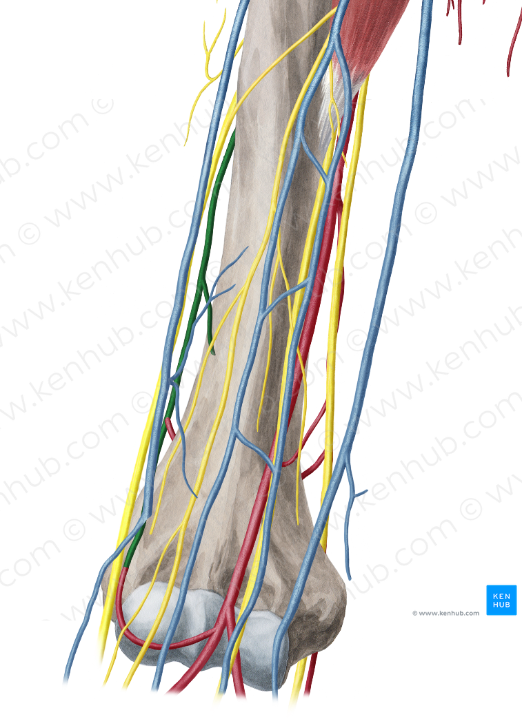 Radial collateral artery (#1070)