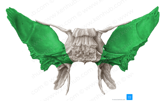 Greater wing of sphenoid bone (#608)
