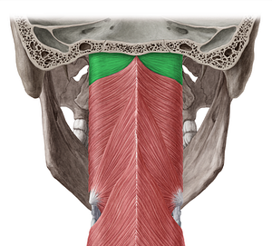Pharyngobasilar fascia (#3586)