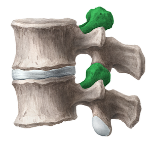 Superior articular process of vertebra (#21688)