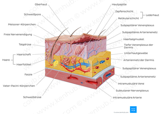 Integumentary system (German)