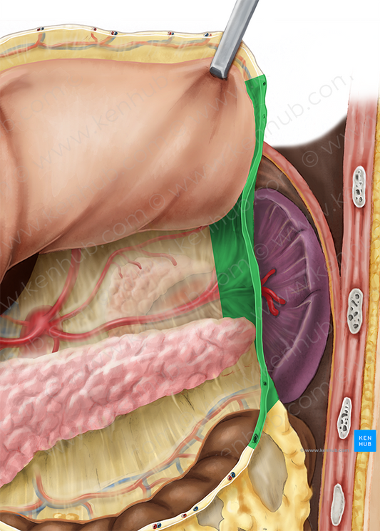 Gastrosplenic ligament (#4537)