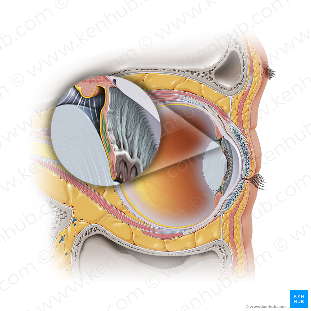 Dilator pupillae muscle of iris (#19142)