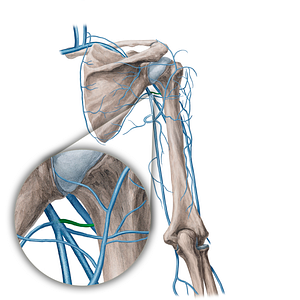 Anterior circumflex humeral vein (#21738)