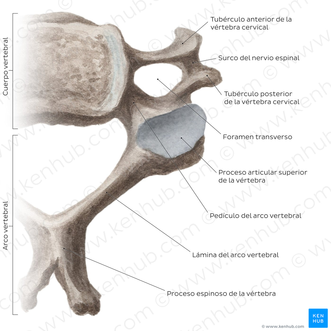 Cervical spine bones and ligaments: typical cervical vertebra (Spanish)