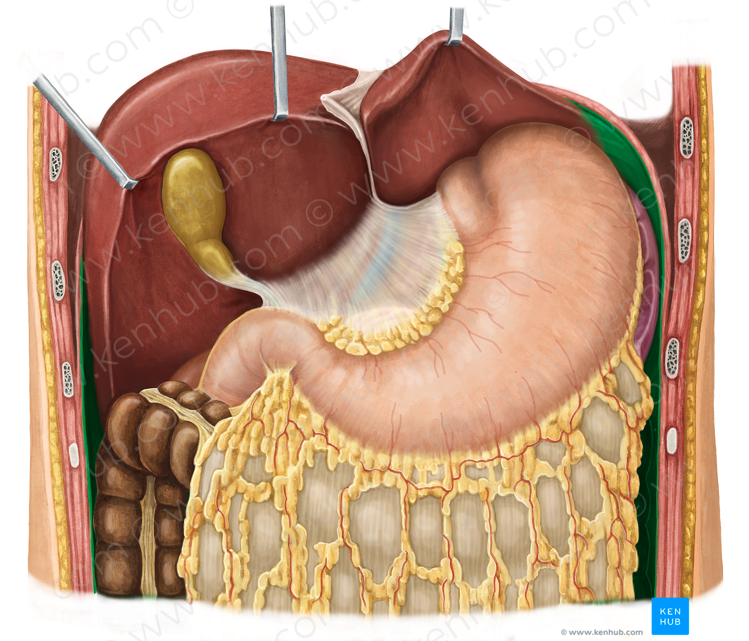 Parietal peritoneum (#7874)