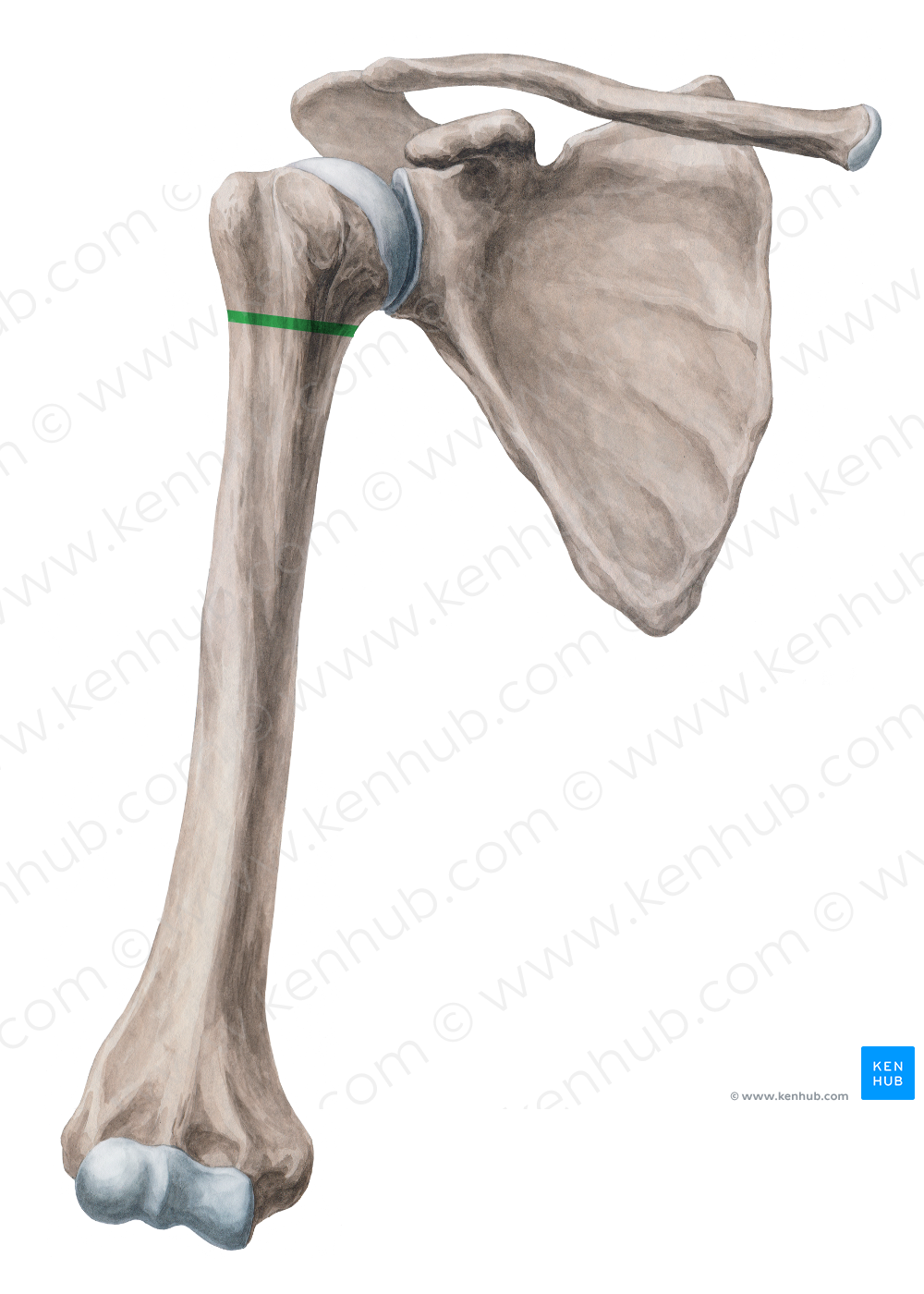 Surgical neck of humerus (#2676)