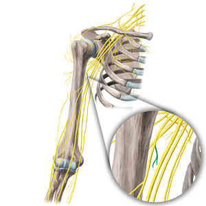 Nerve to coracobrachialis muscle (#21683)