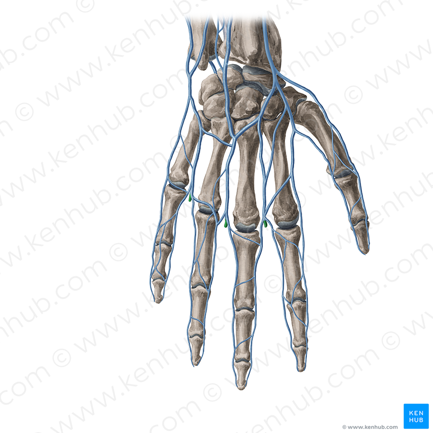 Intercapitular veins of hand (#20419)