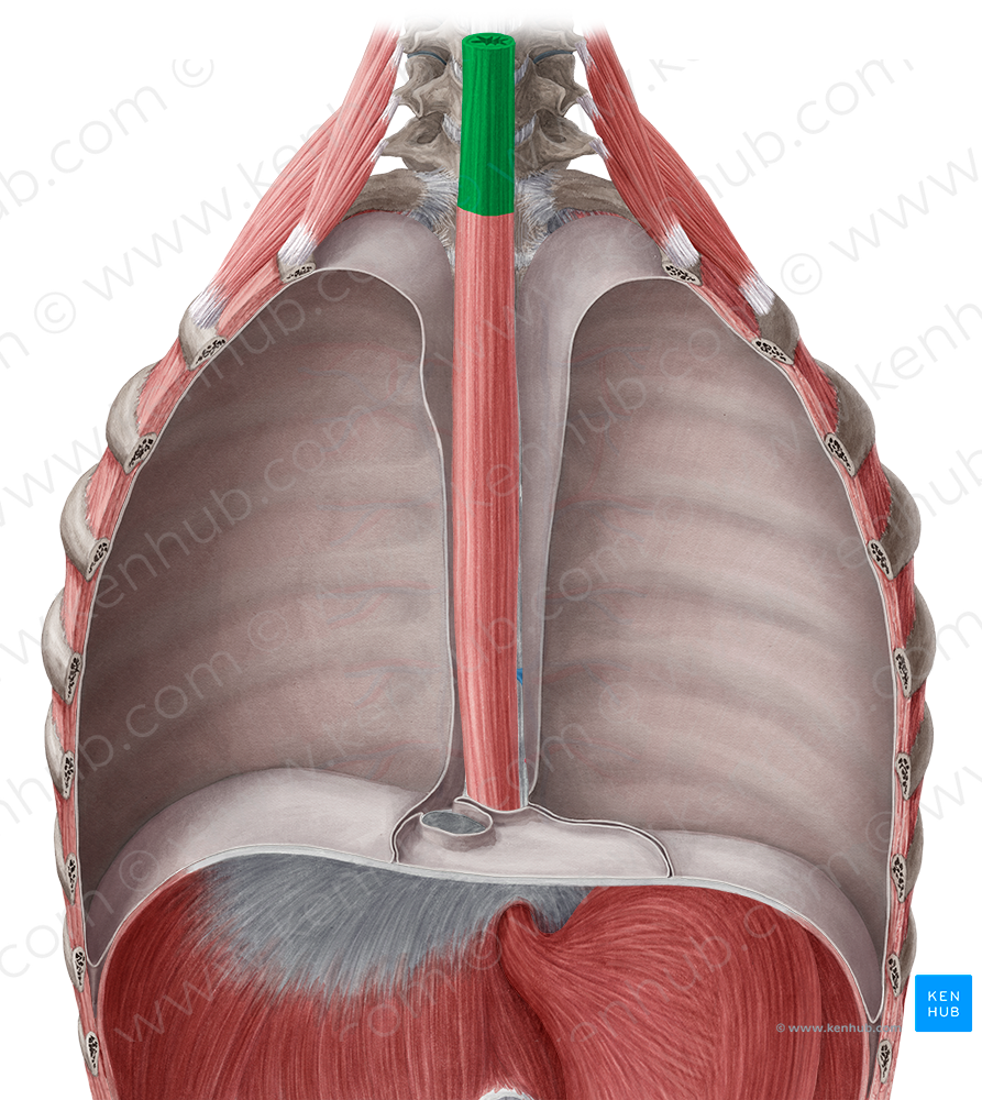 Cervical part of esophagus (#7679)