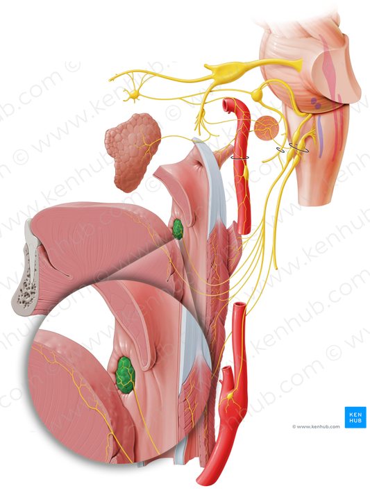 Palatine tonsil (#9480)