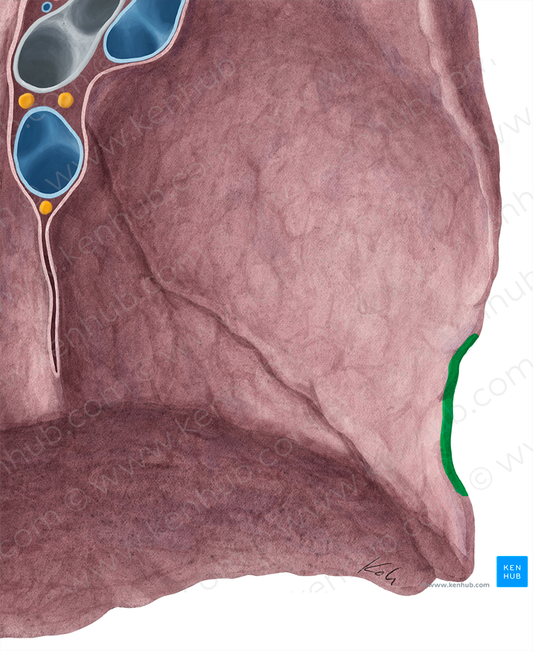 Cardiac notch of left lung (#4283)