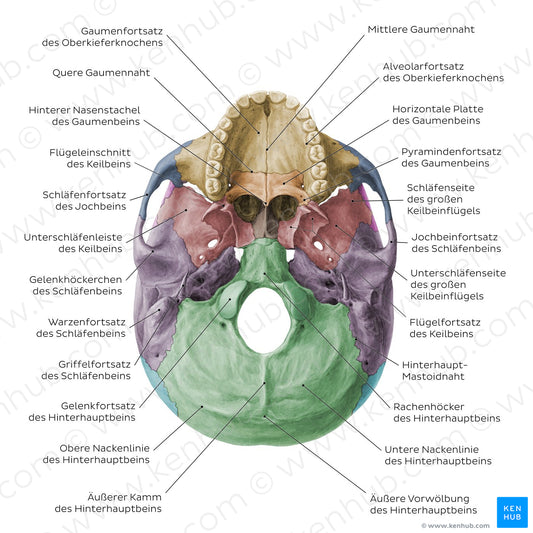 Inferior base of the skull - Landmarks - Colored (German)