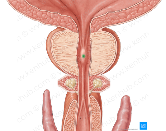 Prostatic utricle (#9870)