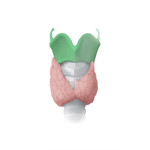 Thyroid cartilage (#15311)