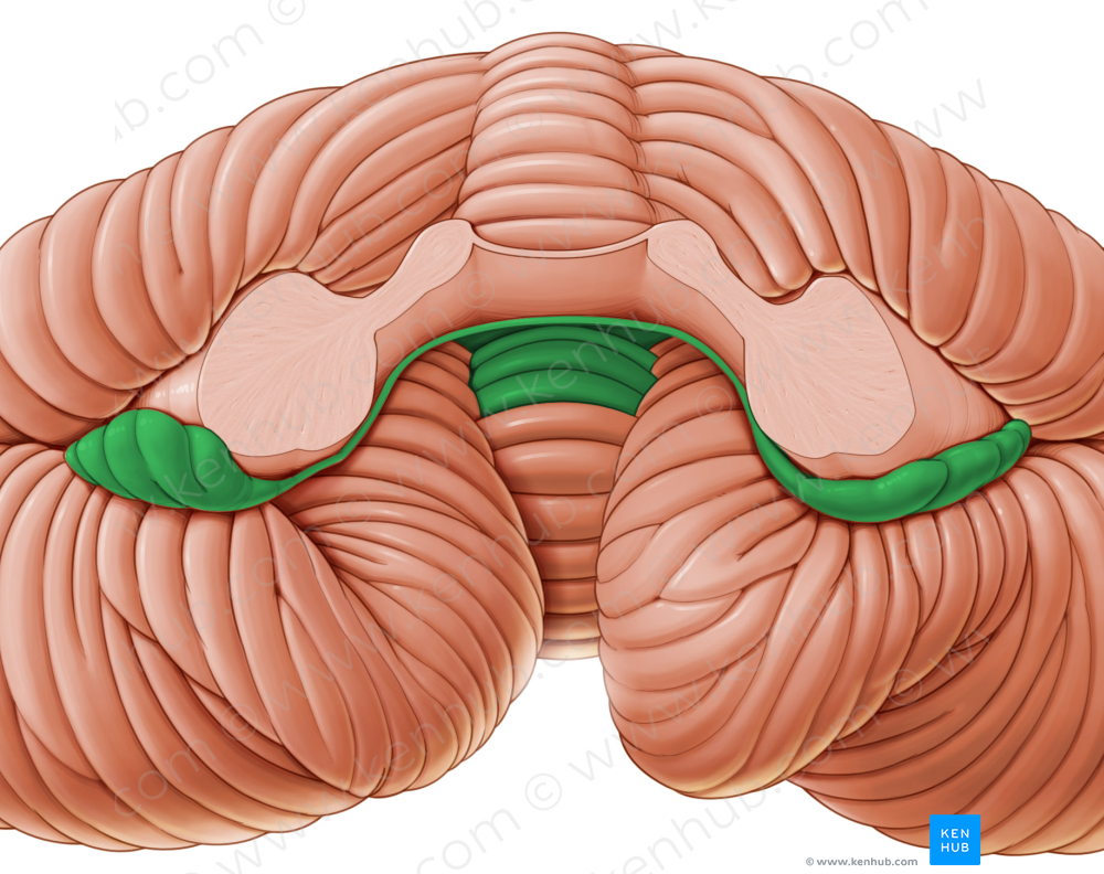 Flocculonodular lobe (#4779)