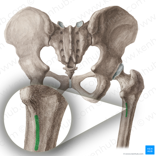 Pectineal line of femur (#16441)