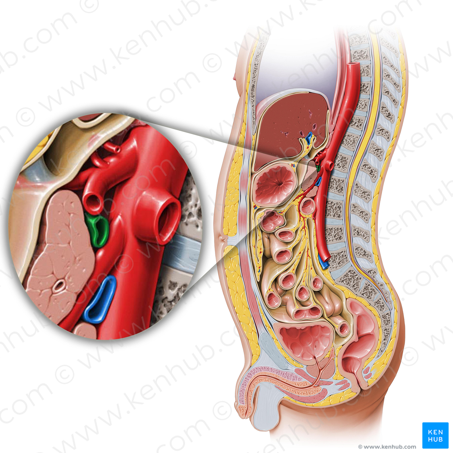 Splenic vein (#10589)