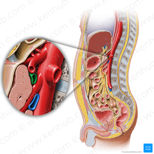 Splenic vein (#10589)