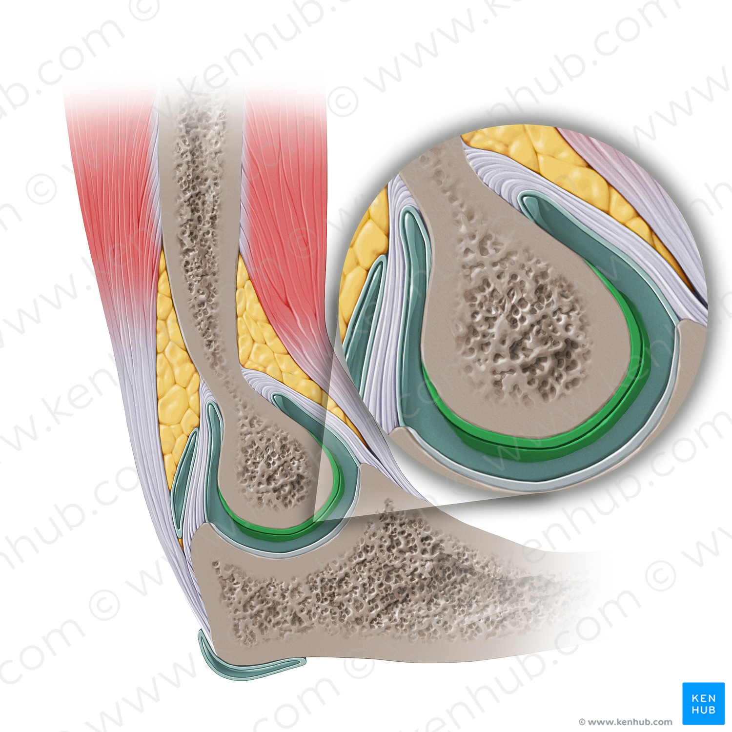 Articular cartilage of trochlea (#14136)