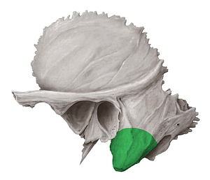 Mastoid process of temporal bone (#8221)