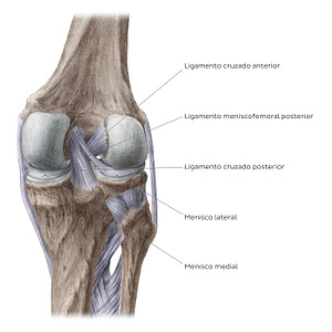 Knee joint: Intracapsular ligaments and menisci (posterior view) (Portuguese)