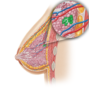 Lobules of mammary gland (#4753)