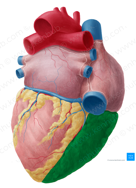 Right ventricle of heart (#10696)