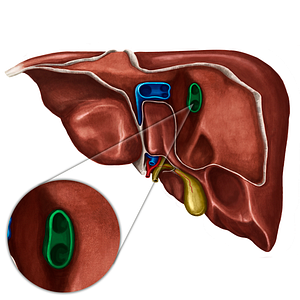 Right hepatic vein (#10275)