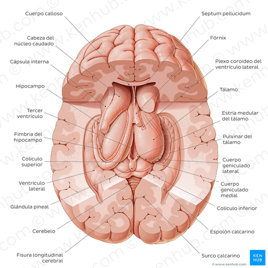 Thalamus (Spanish)