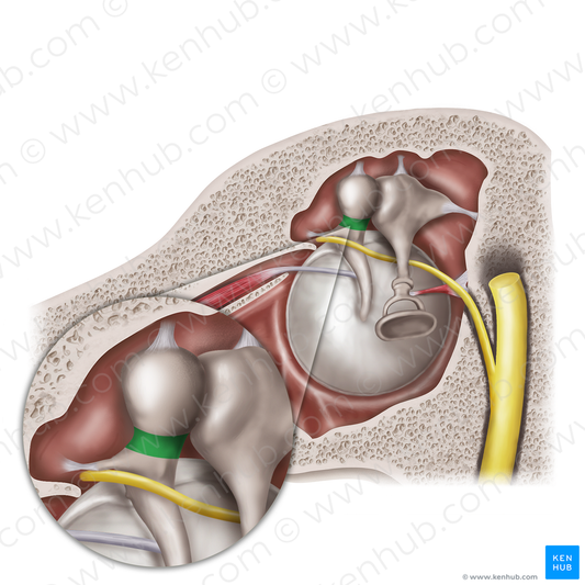 Neck of malleus (#20559)