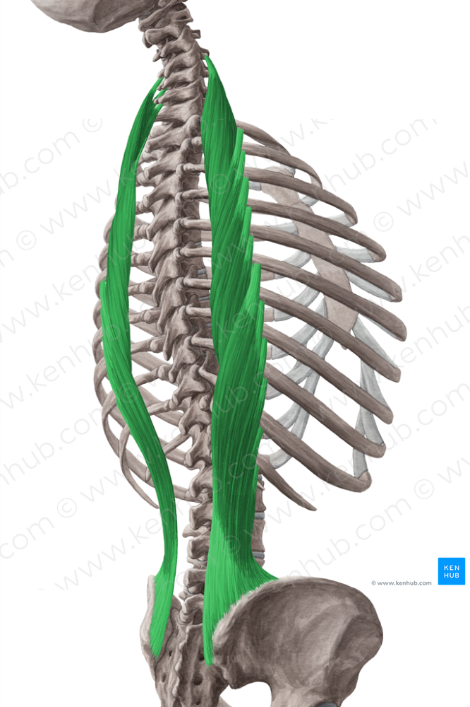 Iliocostalis muscle (#5456)