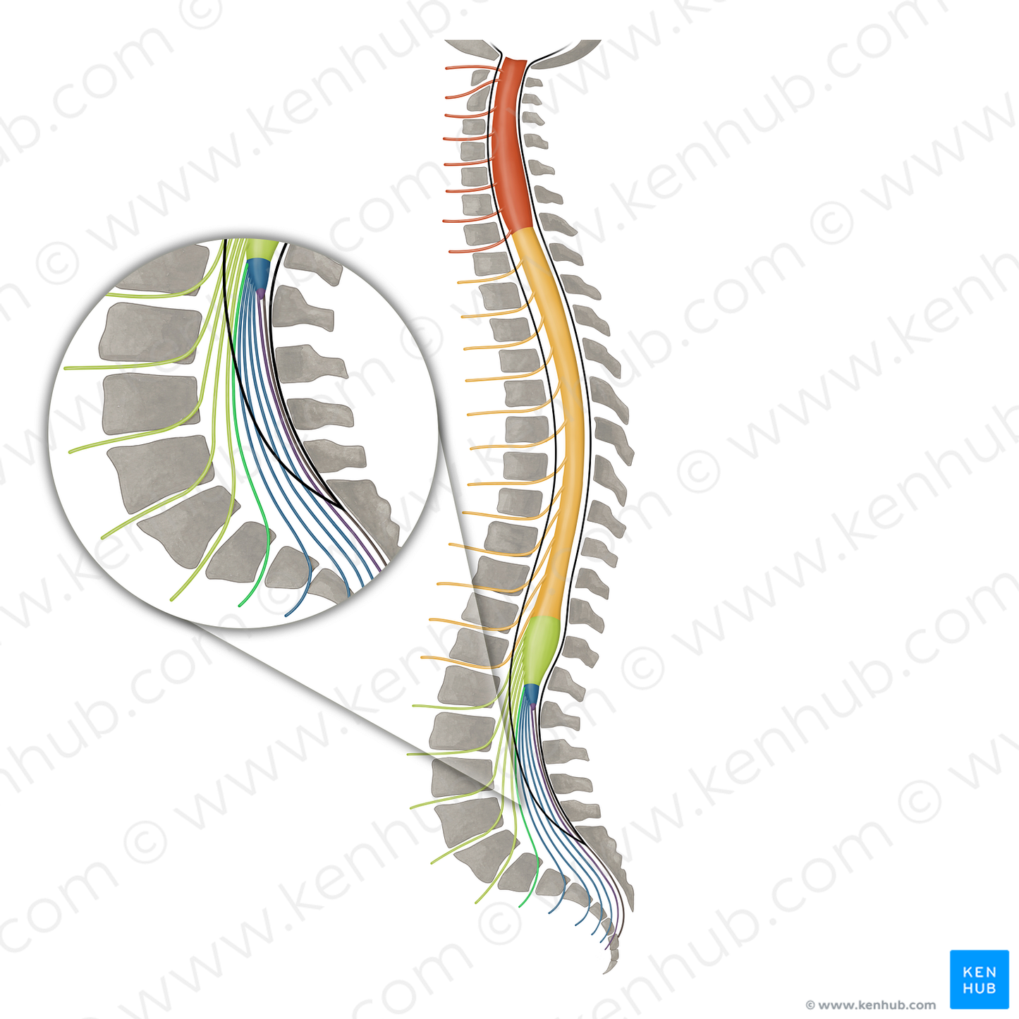 Spinal nerve S1 (#16127)