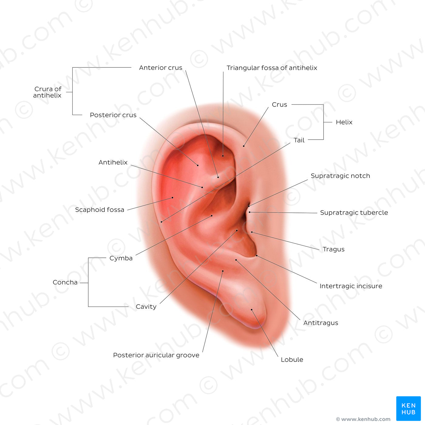 External ear: lateral view (English)