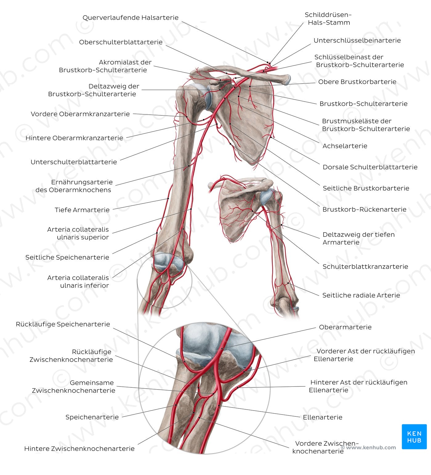 Brachial artery and its branches (German)