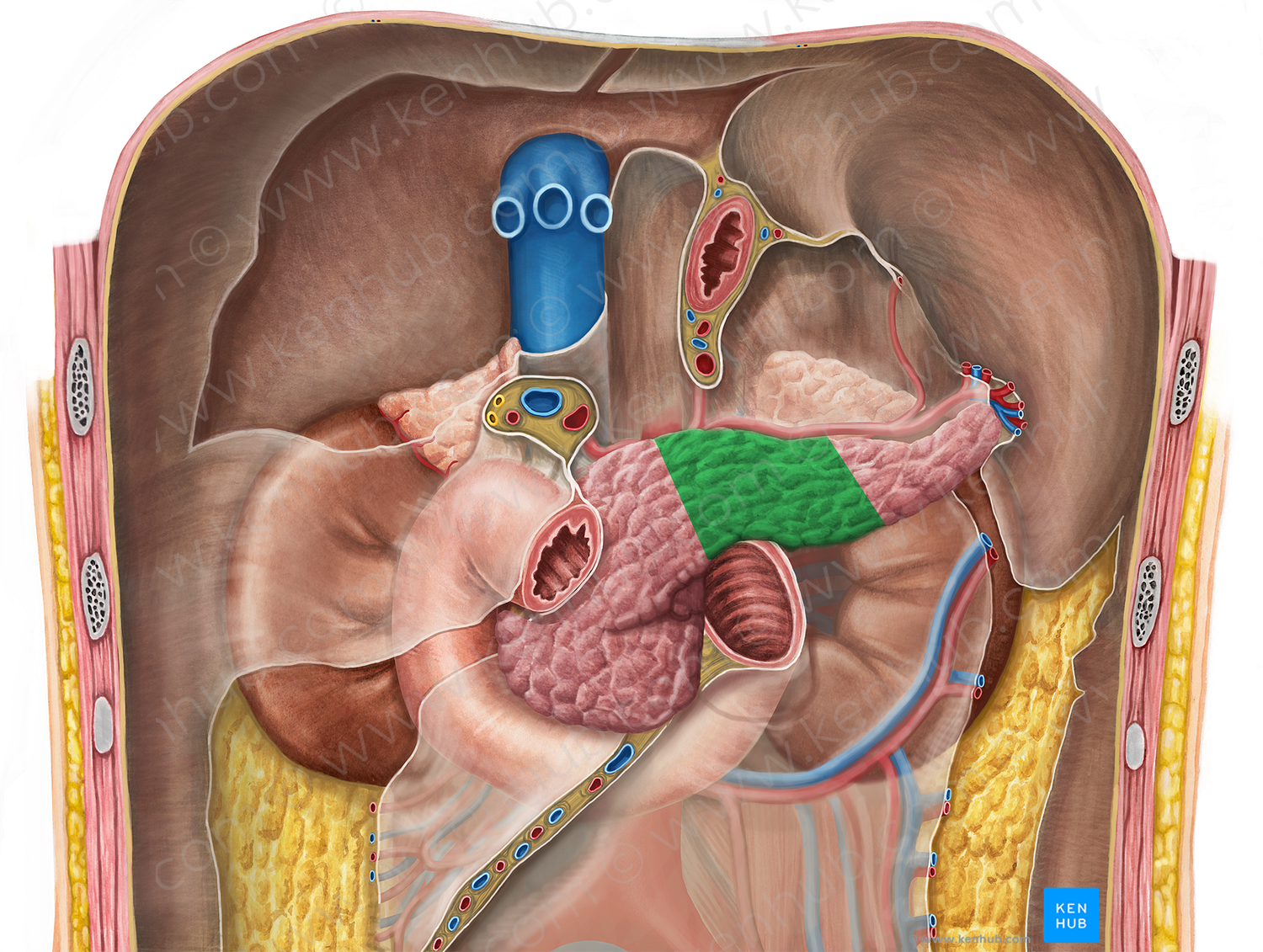 Body of pancreas (#2989)