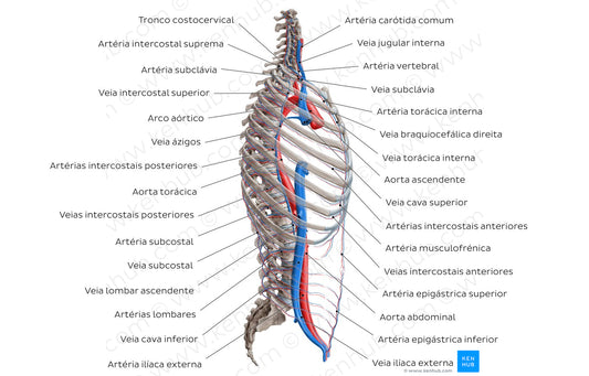 Arteries and veins of the back: Lateral view (Portuguese)