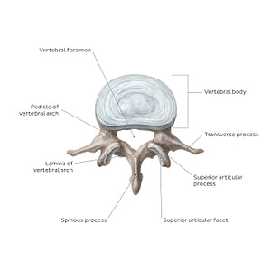 Typical vertebra (English)