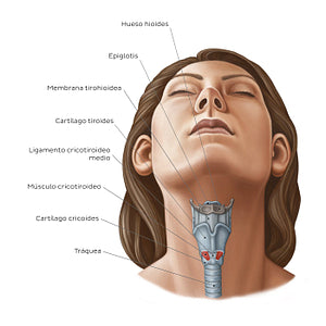 Larynx: anterior view (Spanish)