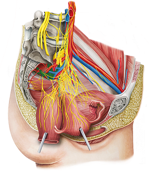 Sacral plexus (#8036)