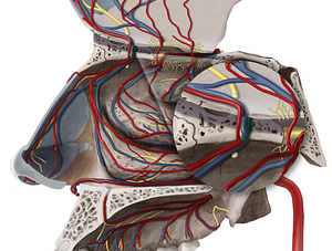 Anterior ethmoidal artery (#1225)