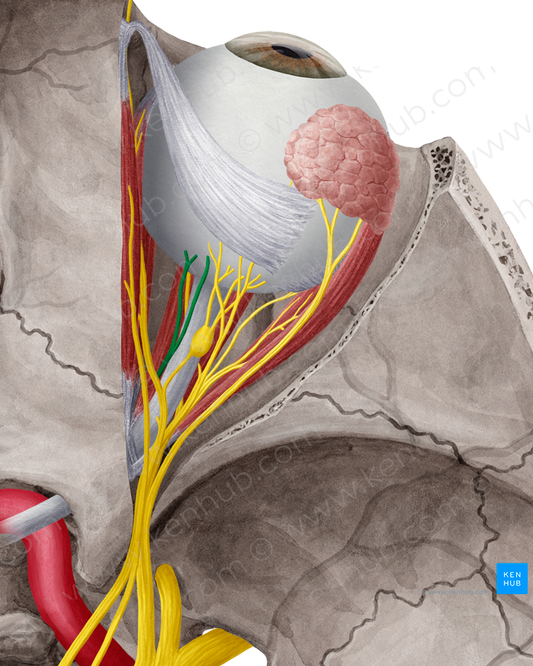 Long ciliary nerves (#6211)