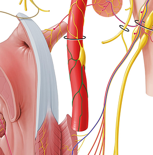 External carotid plexus (#7965)