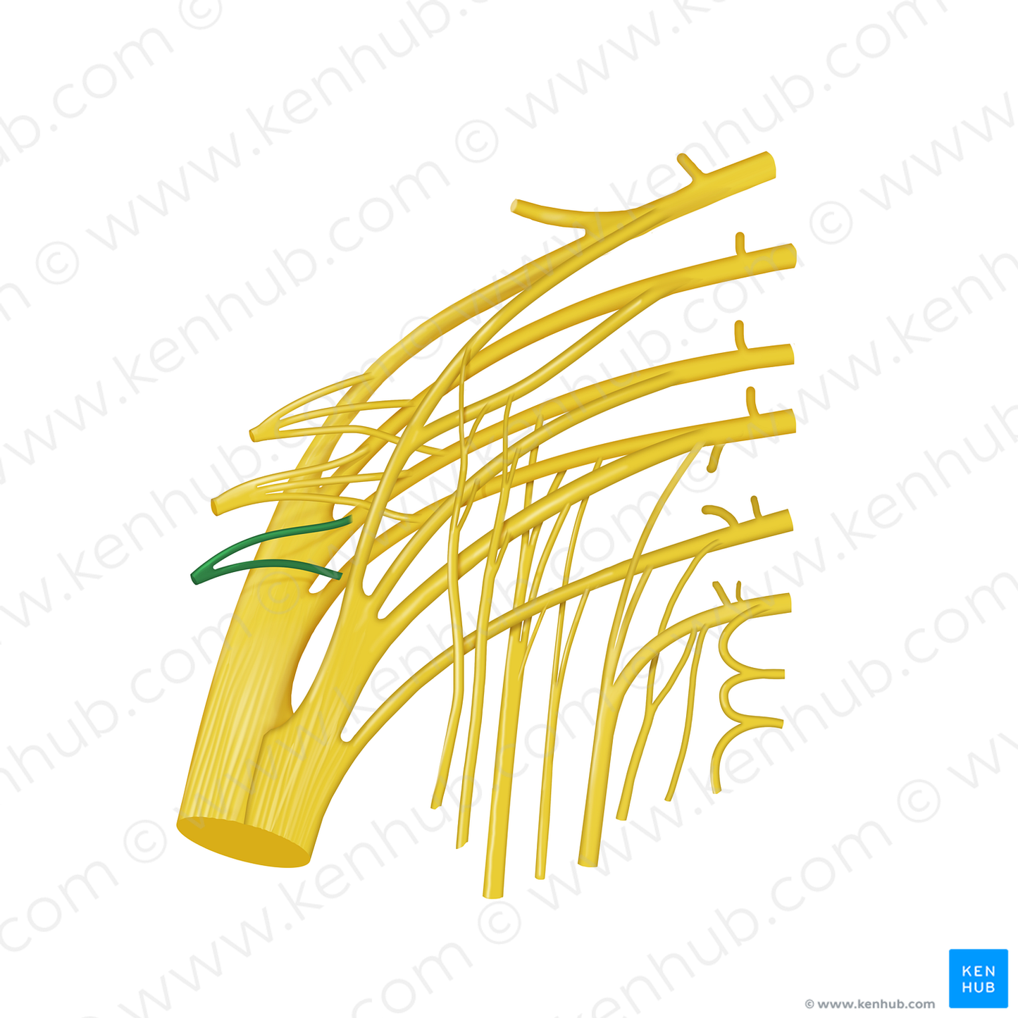 Nerve to piriformis muscle (#12766)