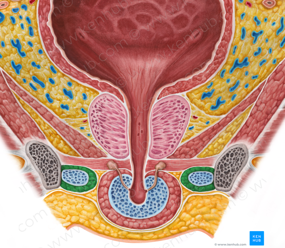 Ischiocavernosus muscle (male) (#5508)