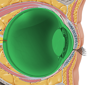 Ocular bulb (#2246)